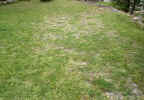 bespoke spanish lawn solutions. real grass lawns. lawn solutions spain. spanish lawn suppliers. spanish lawn providers. green lawns of spain. spanish dream lawns. spanish grass landscapes. green green grass of spain. lawn turf.