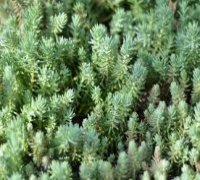 ECO. Green ECO Roofs. Green Roofs. Eco-Roofs. Skyrise Greenery. Roof Gardens or Living Roofs. vegetated roof