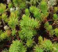 ECO. Green ECO Roofs. Green Roofs. Eco-Roofs. Skyrise Greenery. Roof Gardens or Living Roofs. vegetated roof