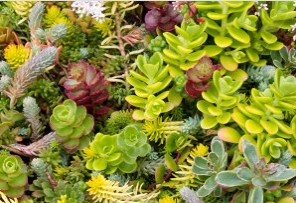 living roofs spain