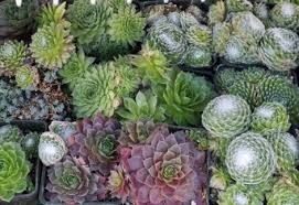 living roofs spain