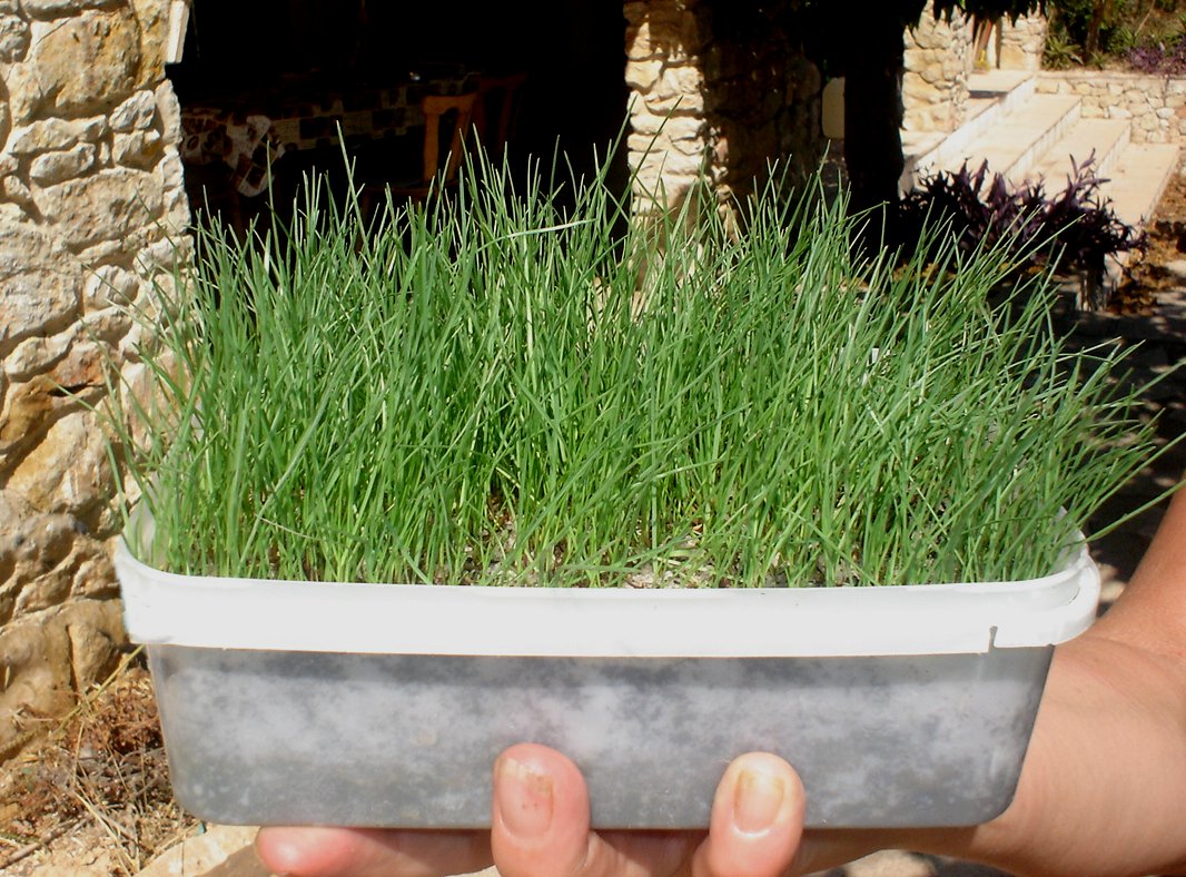 Easy Lawn Grass Picker.