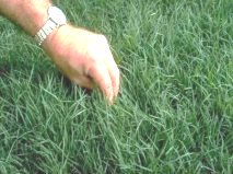 types of lawn grasses