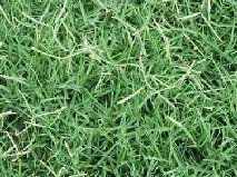 types of lawn grasses. lawn grass.