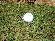 types of lawn grasses. lawn grass.