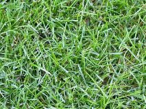 types of lawn grasses