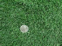 lawn grass.