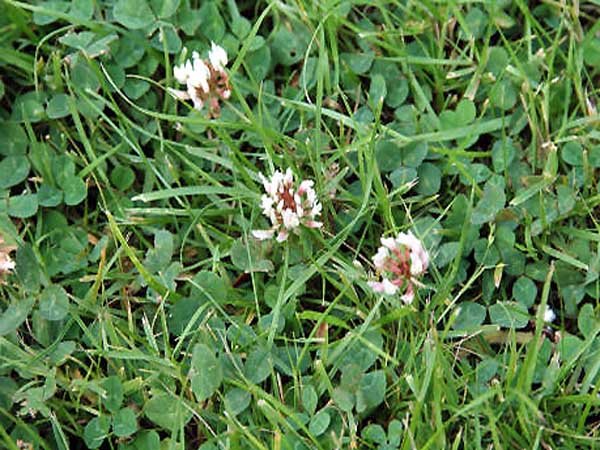 lawn weeds. weeds in lawns. weeds. broad leaf weeds.