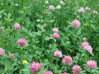types of lawn grasses