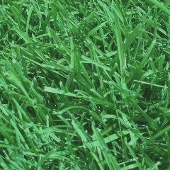 types of lawn grasses. lawn grass.