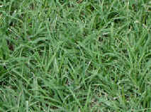 lawn grass.