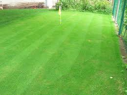 putting green lawn. putting green. putting greens. putting. back lawn putting green. putting green lawn.
