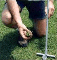 planting a new lawn. laying a new lawn. making a new lawn.