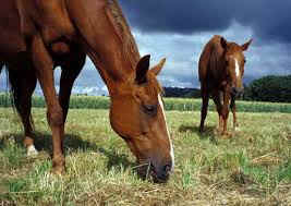 Feeding your horse in Spain. horse grass. horse grasses. horse feed. horses feed. feed for horses. hay. horse grazing. grass. feeding horses. feed. horse forage. forage. horse pasture.