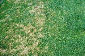 lawn fungus. lawn fungus problems. fungus in lawns.