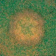lawn fungus. lawn fungus problems. fungus in lawns.