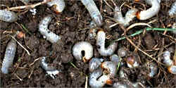 lawn pests.