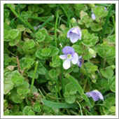 lawn weeds.