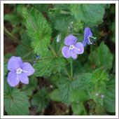 lawn weeds.