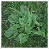 lawn weeds.