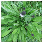 lawn weeds.