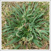 lawn weeds.