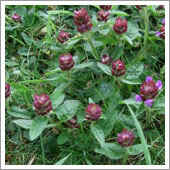 lawn weeds.