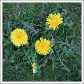 lawn weeds.