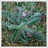 lawn weeds.