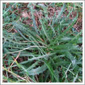 lawn weeds.