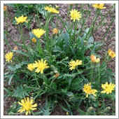 lawn weeds.