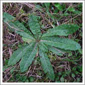 lawn weeds.