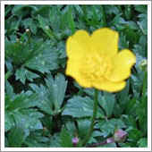 lawn weeds.