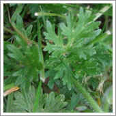 lawn weeds.