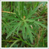 lawn weeds.