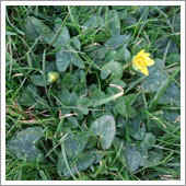 lawn weeds.