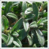 lawn weeds.
