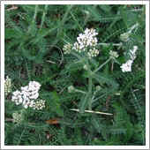 lawn weeds.