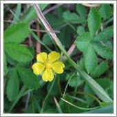 lawn weeds.