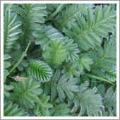 lawn weeds.