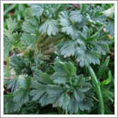 lawn weeds.