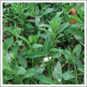 lawn weeds.