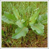 lawn weeds.