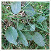 lawn weeds.