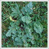lawn weeds.