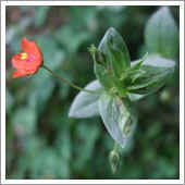 lawn weeds.