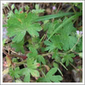 lawn weeds.