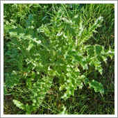 lawn weeds.