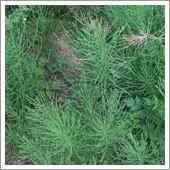 lawn weeds.