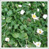 lawn weeds.